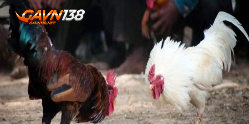 đá gà cựa sắt 2 cac tran da ga cua sat dien ra minh bach