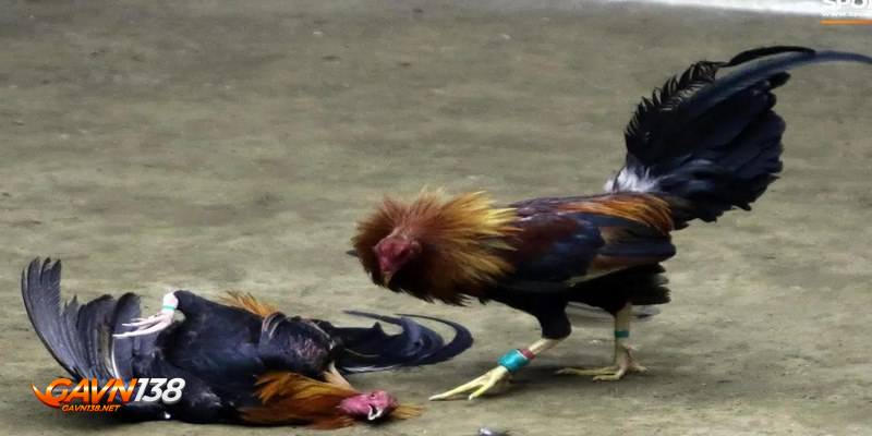 đá gà cựa dao 3 da ga cua dao dem lai tinh huong mau lua
