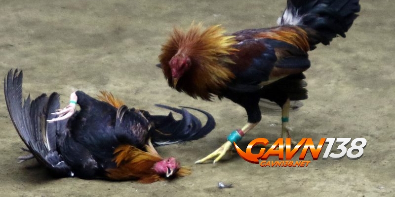 đá gà cựa sắt 1 da ga cua sat duoc nhieu nguoi lua chon