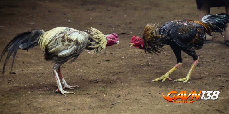 da ga cua sat pho bien tai viet nam 1