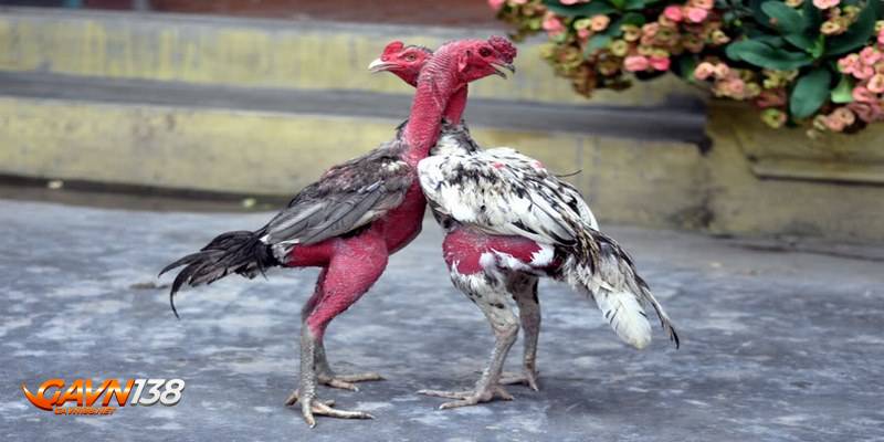 đá gà đòn 2 da ga don va quy dinh ca cuoc