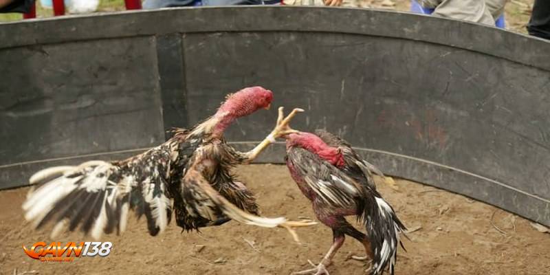 Đôi nét về trò chơi đá gà Nòi