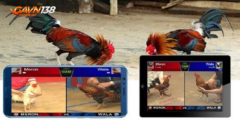 đá gà thomo trực tiếp 3 giao dien da ga thomo gavn138 chuyen nghiep