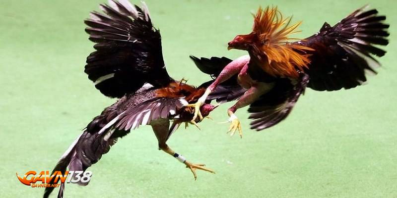 hoc hoi cach xem tuong ga noi