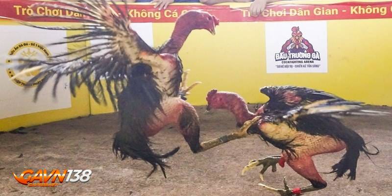 lua ga don dua vao mat