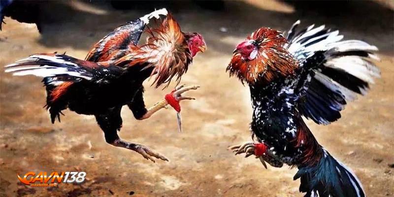 đá gà thomo trực tiếp 4 luat choi da ga thomo