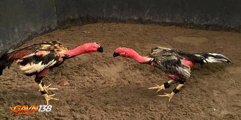 nam ro keo cuoc da ga don