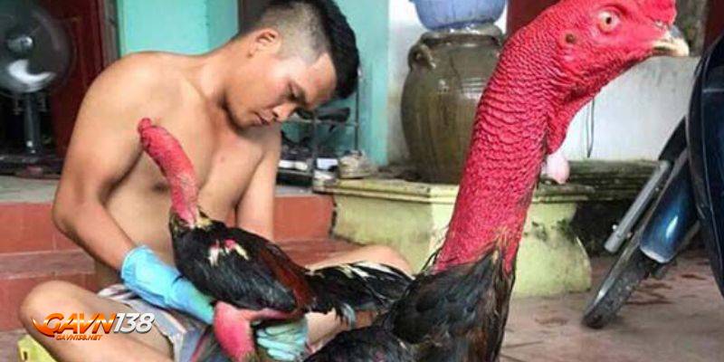 nuoi ga da bo lon cach cham soc