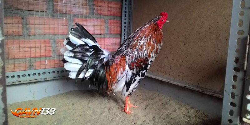 nuoi ga da bo lon dac diem