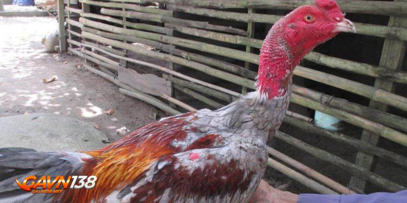 nuoi ga da bo lon kinh nghiem