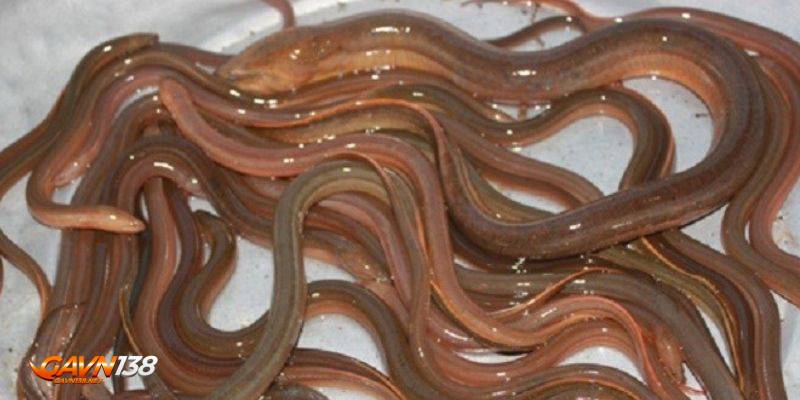 thuc an ga da luon trach ran