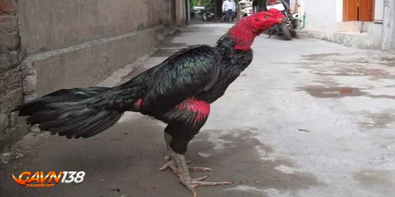 đá gà đòn 3 tim hieu giong ga don manh