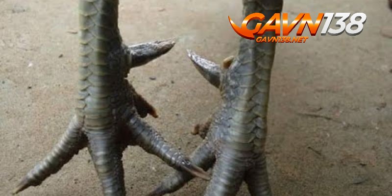 Vảy Gà Ngũ Quỷ Có Đặc Điểm Gì? Vảy Gà Ngũ Quỷ Đá Có Tốt không 6 vay ga ngu quy co nen chon ga so huu loai vay nay khong