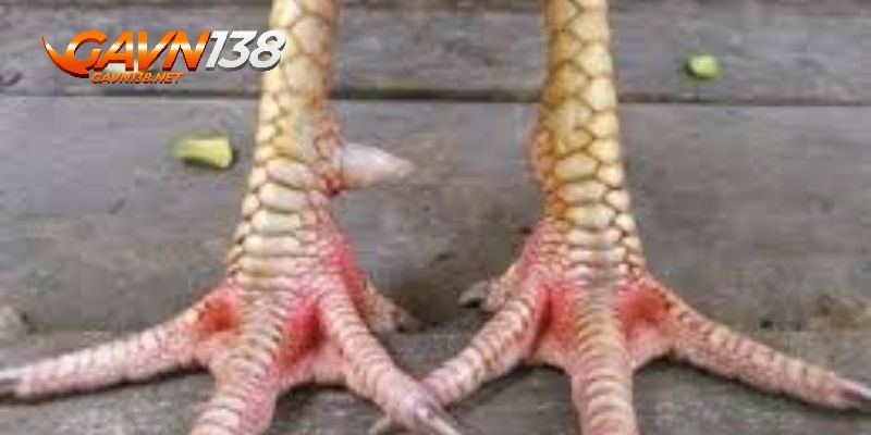 Top Các Vảy Gà Quý Được Anh Em Sư Kê Săn Đón Nhiều Nhất 11 vay ga quy vay an thien