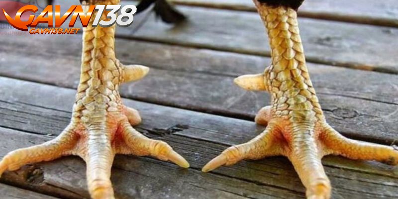 Có Nên Nuôi Dưỡng Gà Đá Vảy Vấn Cán Hoành Khai Hay Không? 1 vay van can hoanh khai cach nuoi duong