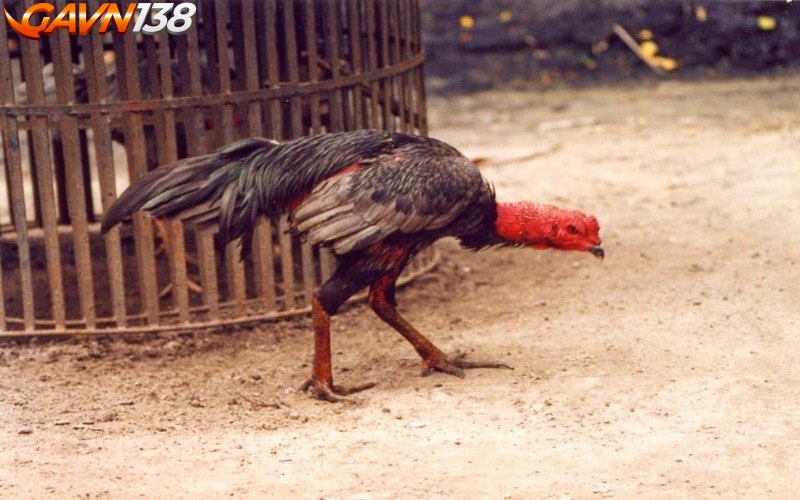 ga bi om trong 1